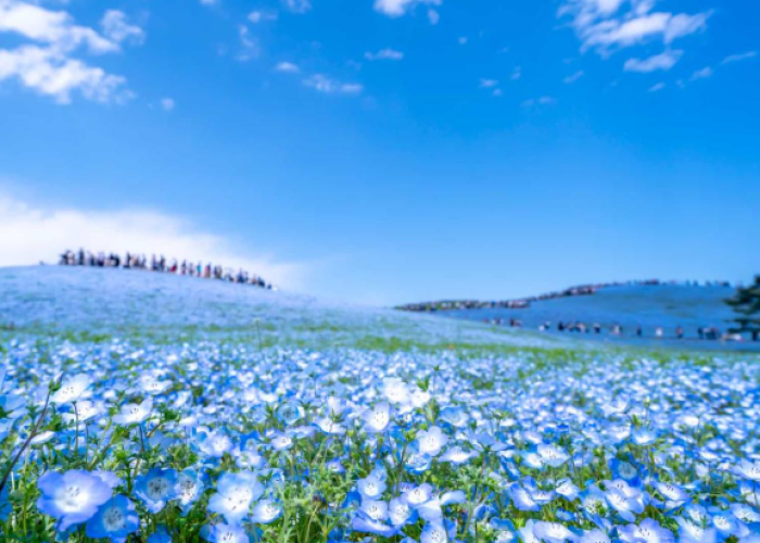 Tokyo Day Trips